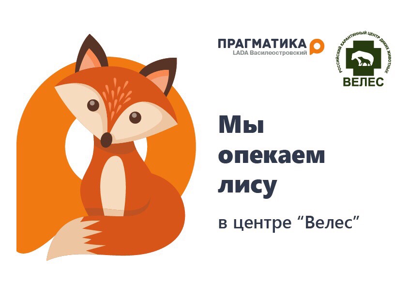 «LADA Прагматика» Василеостровский опекает одного из обитателей центра «Велес» – лису Алису!